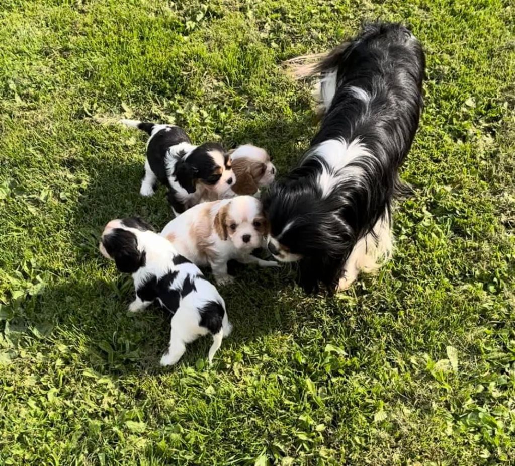 chiot Cavalier King Charles Spaniel De L'Etoile Du Verger