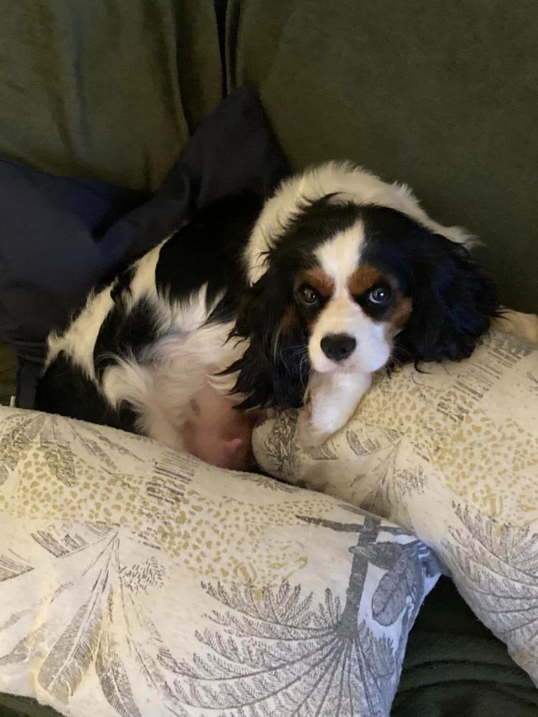 chiot Cavalier King Charles Spaniel De L'Etoile Du Verger