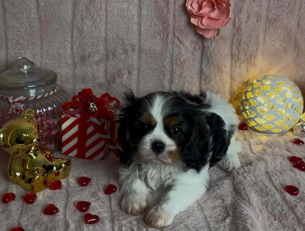 De L'Etoile Du Verger - Chiot disponible  - Cavalier King Charles Spaniel