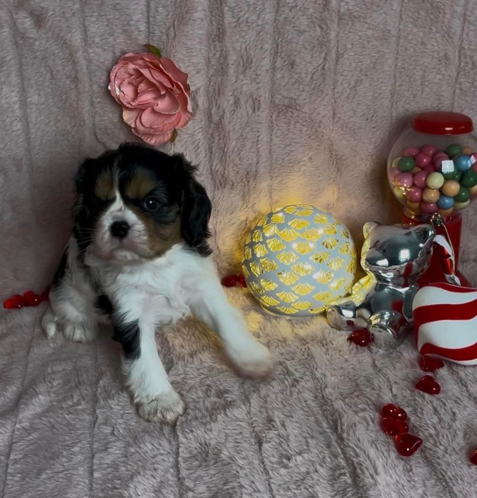 De L'Etoile Du Verger - Chiot disponible  - Cavalier King Charles Spaniel