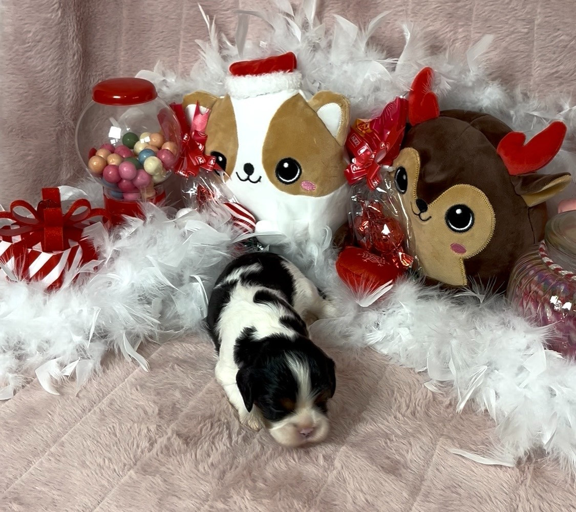 De L'Etoile Du Verger - Chiots disponibles - Cavalier King Charles Spaniel