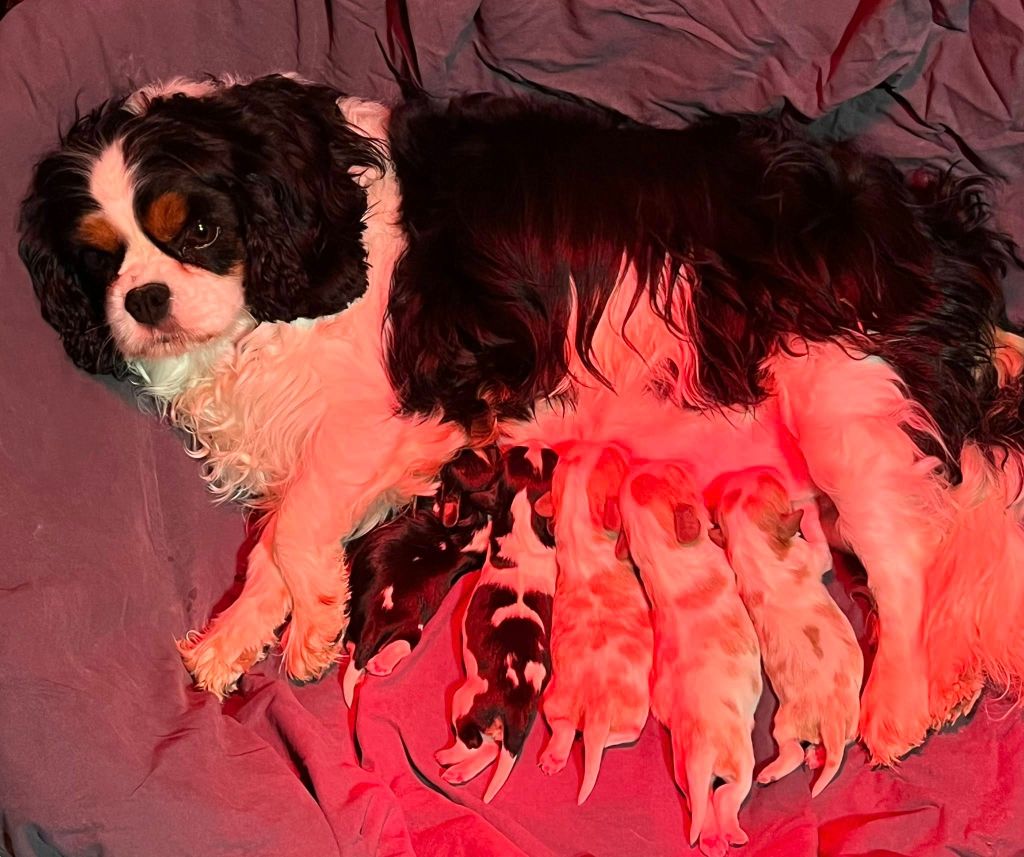 Chiot Cavalier King Charles Spaniel De L'Etoile Du Verger