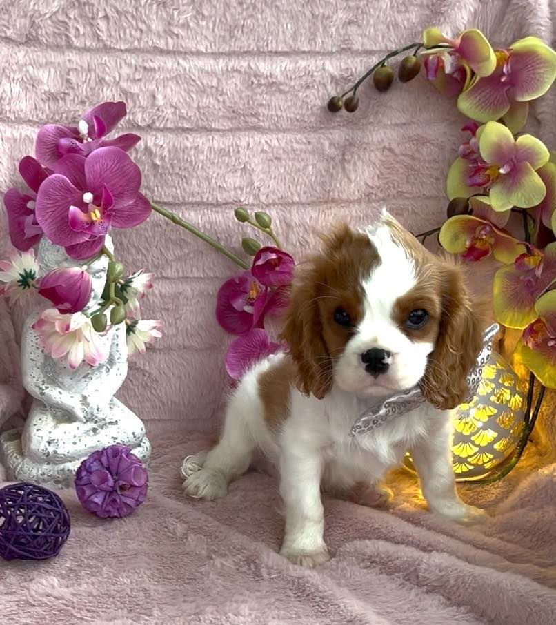 De L'Etoile Du Verger - Chiots disponibles - Cavalier King Charles Spaniel
